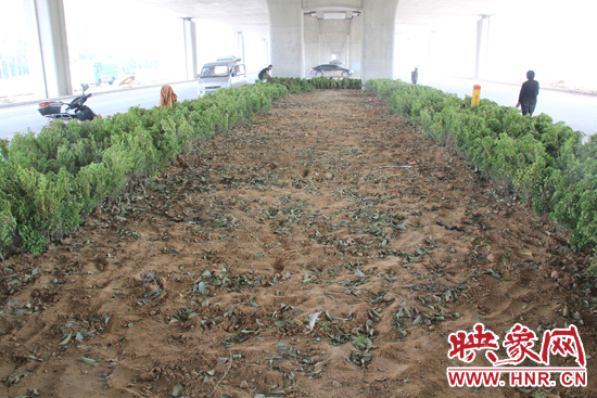 4月17日，當(dāng)記者經(jīng)過該路段時，發(fā)現(xiàn)那些“大葉女貞”并沒有繼續(xù)留在橋下生長，而是被悄悄移走了。