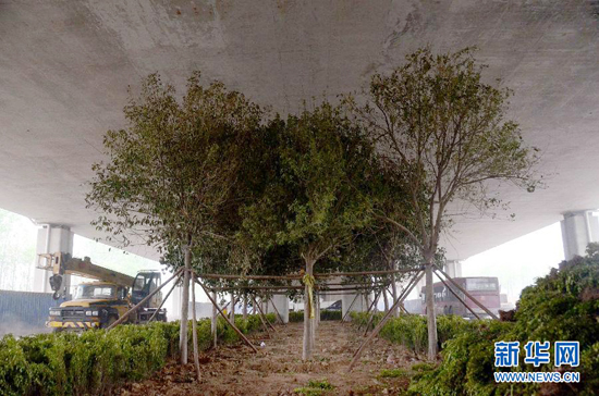 鄭州紫辰路與南三環(huán)交叉口向西，南三環(huán)快速路立交橋下，種植了40余棵大葉女貞，樹木已與立交橋底齊高。