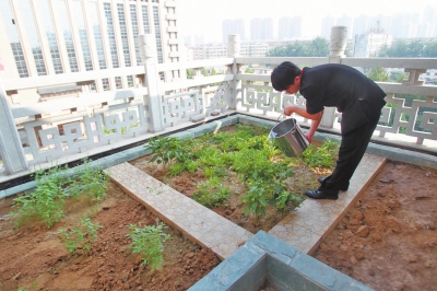 鄭州某酒店在樓頂打造的菜園子，服務(wù)員正在澆水。