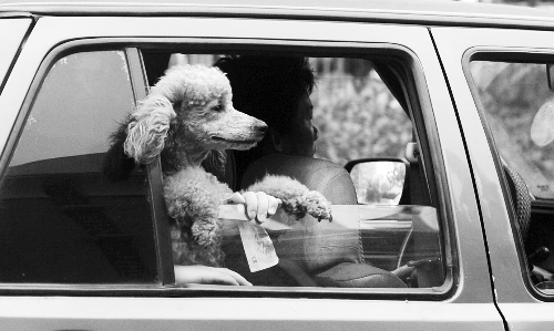 再帶著寵物出門坐出租車，可得想好了