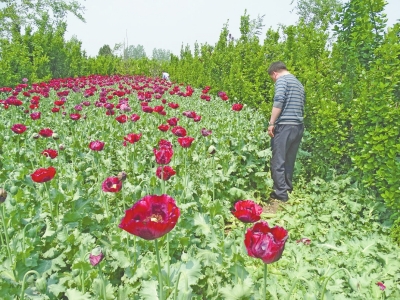 駐馬店千株罌粟藏身黃楊林 過路司機發(fā)現(xiàn)后舉報