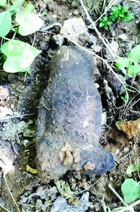 三門(mén)峽市民發(fā)現(xiàn)一公斤重野生“太歲”