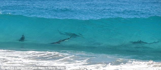美海灘驚現(xiàn)萬頭鯊魚 美海灘驚現(xiàn)萬頭鯊魚