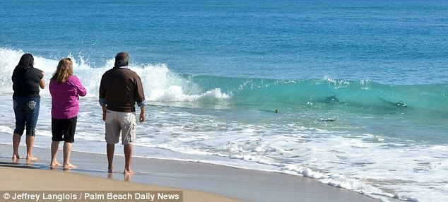 美海灘驚現(xiàn)萬頭鯊魚 美海灘驚現(xiàn)萬頭鯊魚