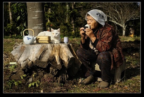 祖母與貓的溫情世界 祖母與貓的溫情世界