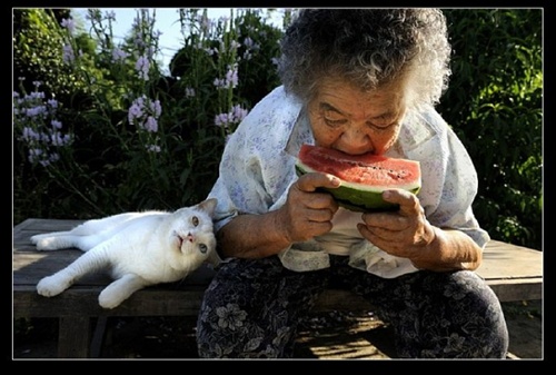 我蹭 祖母與貓的溫情世界 我蹭 祖母與貓的溫情世界