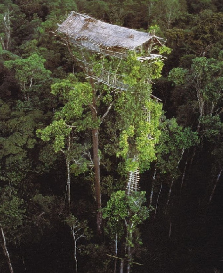 揭秘原始部落“樹屋人” 揭秘原始部落“樹屋人”