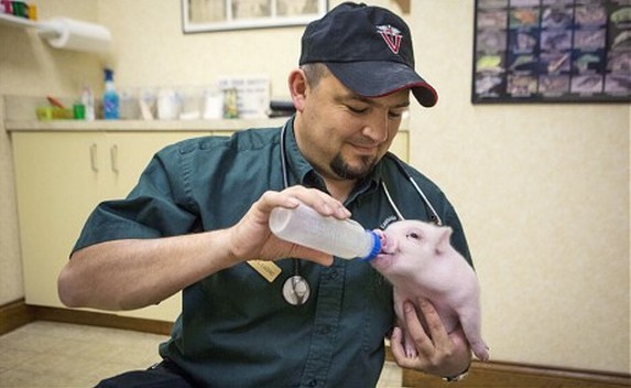 超萌無腿小豬借輪椅行走 自強勇敢打動網(wǎng)友 超萌無腿小豬借輪椅行走 自強勇敢打動網(wǎng)友