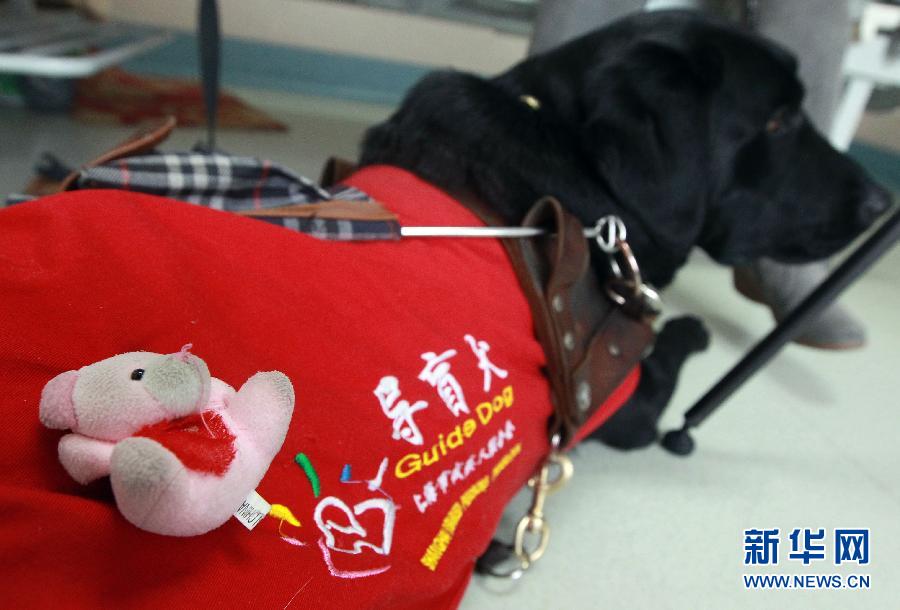 (圖片故事)(2)導(dǎo)盲犬陪“媽媽”一起住院 (圖片故事)(2)導(dǎo)盲犬陪“媽媽”一起住院