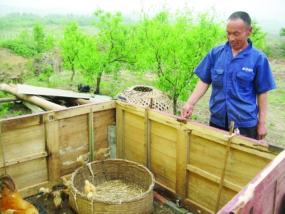 弟弟趙文富向記者介紹他們養(yǎng)雞的地方。