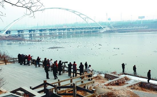 “哇!好多白天鵝?！? border=