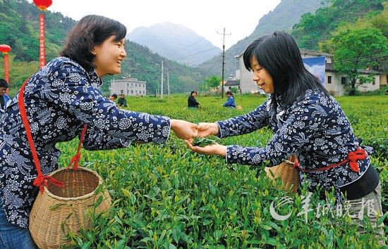 　　名茶六安瓜片原產(chǎn)地,游客身穿采茶女服裝在茶園體驗(yàn)采摘新茶的樂(lè)趣。