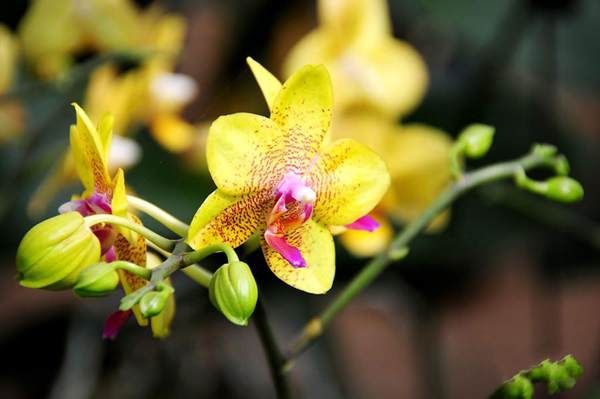 過年7天樂，老家河南春節(jié)享樂全攻略