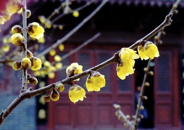 暗香浮動(dòng) 河南七大賞梅地推薦