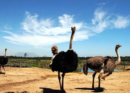 春節(jié)去哪兒？出游地圖告訴您！