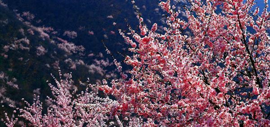 撿垃圾換玫瑰 女人節(jié) 愛在神農(nóng)山！