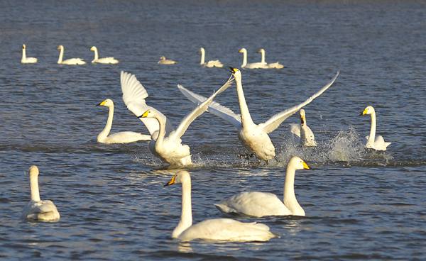 不可錯(cuò)過的賞鵝最佳地——潮湖