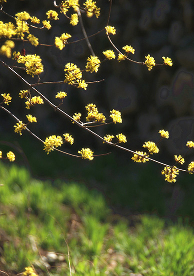 有一種呼喚，叫春天里的蟒河！