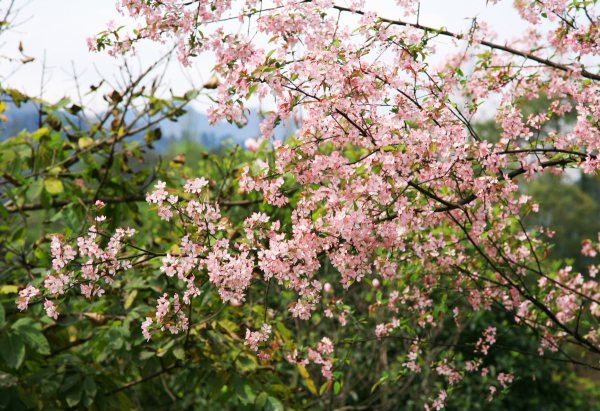 春享峨眉，樂游其中，且玩且珍惜
