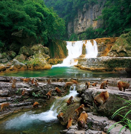 小長假游客扎堆蟒河、擠爆猴山