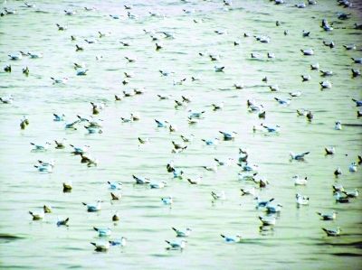 網(wǎng)友拍下壯觀一幕 萬千候鳥 "組團(tuán)" 游長江(圖) 網(wǎng)友拍下壯觀一幕 萬千候鳥 "組團(tuán)" 游長江(圖)