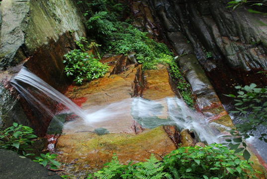 芳菲四月 來雞公山感受春光無限 芳菲四月 來雞公山感受春光無限