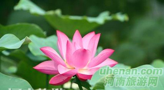 開(kāi)封第十屆荷花藝術(shù)節(jié)開(kāi)幕 開(kāi)封第十屆荷花藝術(shù)節(jié)開(kāi)幕