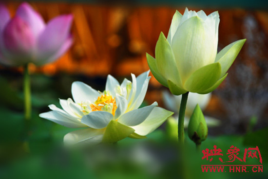 7月5日,第七屆淮陽荷花節(jié)將于7月8日正式拉開序幕。