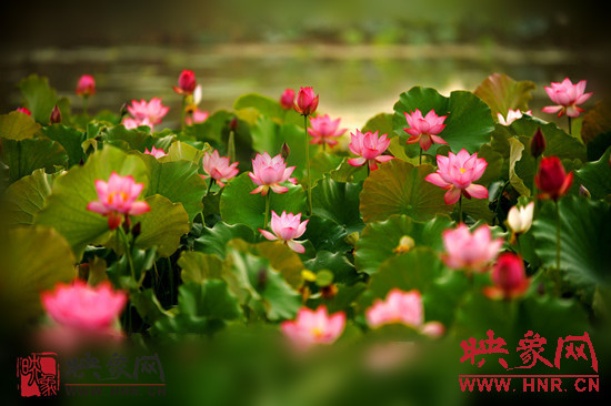 7月5日,第七屆淮陽荷花節(jié)將于7月8日正式拉開序幕。