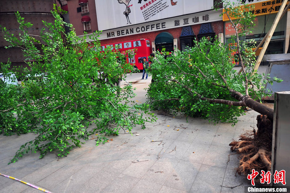 我和我的小伙伴們都驚呆了！沈陽(yáng)真樹"種"上假樹葉
