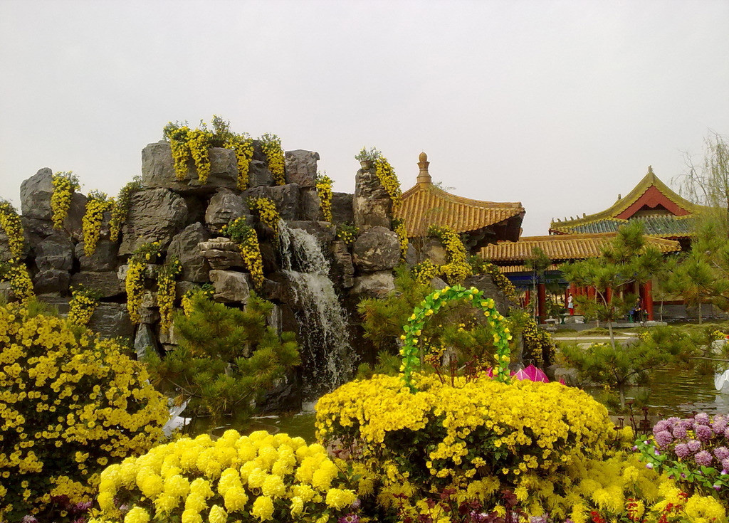 清明上河園 依然等你來(lái)賞菊 清明上河園 依然等你來(lái)賞菊