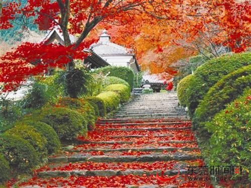 香山紅葉 香山紅葉