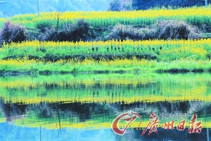 　　江嶺梯田落差不大,但有花有水。