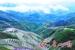 　　龍勝梯田大氣而立體。