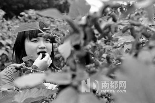 　　　　寶桑園桑葚已成熟,“五一”假期前都是吃桑葚的季節(jié)。南都記者 李向新 攝
