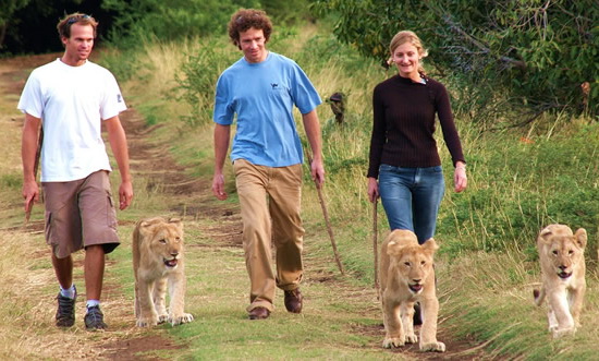 與獅子同行 與獅子同行