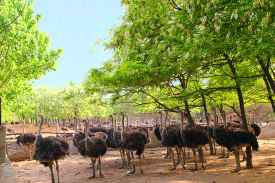 周末出游哪里去 亞洲最大鴕鳥養(yǎng)殖基地別錯(cuò)過 周末出游哪里去 亞洲最大鴕鳥養(yǎng)殖基地別錯(cuò)過