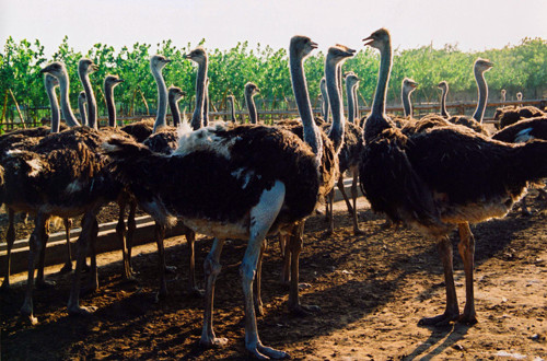 鴕鳥園精彩活動邀您來參加 鴕鳥園精彩活動邀您來參加