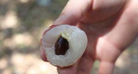 　　這就是傳說中的瓤肉瑩白如冰雪,漿液甘酸如醴酪。大家一下就摘了半筐。