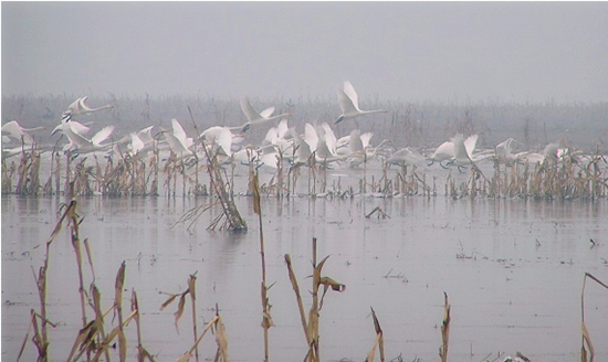 冬季正是觀鳥時 省內觀鳥地盤點 冬季正是觀鳥時 省內觀鳥地盤點