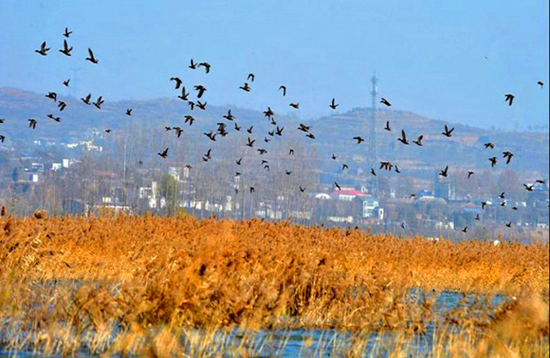冬季觀鳥正當時:捕捉美麗 拍攝優(yōu)雅 冬季觀鳥正當時:捕捉美麗 拍攝優(yōu)雅