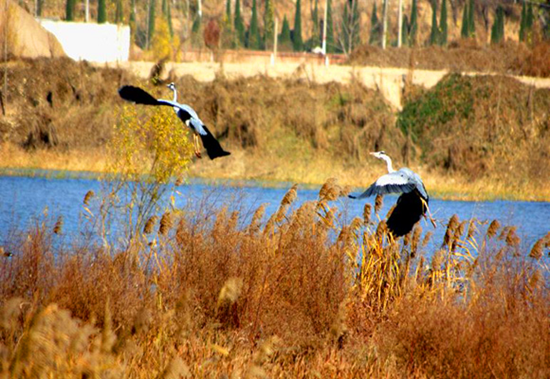 冬季觀鳥正當時:捕捉美麗 拍攝優(yōu)雅 冬季觀鳥正當時:捕捉美麗 拍攝優(yōu)雅
