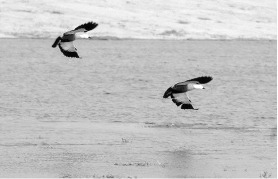 冬季正是觀鳥時 省內觀鳥地盤點 冬季正是觀鳥時 省內觀鳥地盤點