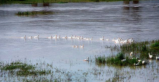 冬季正是觀鳥時 省內觀鳥地盤點 冬季正是觀鳥時 省內觀鳥地盤點