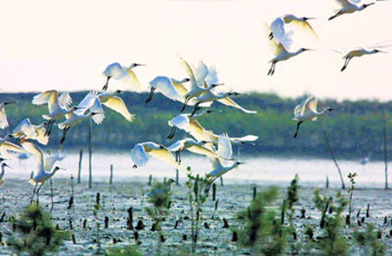 冬季觀鳥正當時:捕捉美麗 拍攝優(yōu)雅 冬季觀鳥正當時:捕捉美麗 拍攝優(yōu)雅