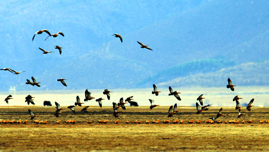 冬季觀鳥正當時:捕捉美麗 拍攝優(yōu)雅 冬季觀鳥正當時:捕捉美麗 拍攝優(yōu)雅