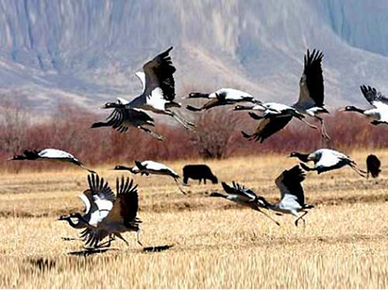 冬季觀鳥正當時:捕捉美麗 拍攝優(yōu)雅 冬季觀鳥正當時:捕捉美麗 拍攝優(yōu)雅