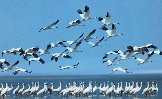 冬季觀鳥正當時:捕捉美麗 拍攝優(yōu)雅 冬季觀鳥正當時:捕捉美麗 拍攝優(yōu)雅