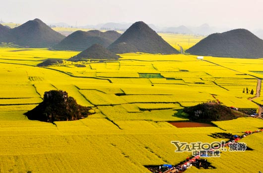 　　說到羅平, 無人不知,只因那有全國面積最大的油菜花田。(圖片來源:CFP)