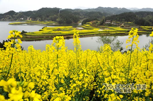 　　成片的油菜花同時(shí)開放,置身于其中,會(huì)感受到色彩給人的震撼和陶醉。(圖片來源:CFP)